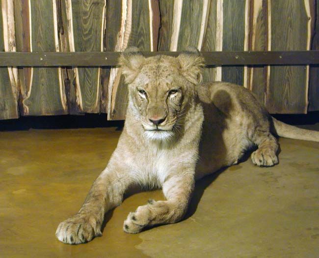 obrázek: Čtvrtmiliontý návštěvník ZOO Plzeň  
