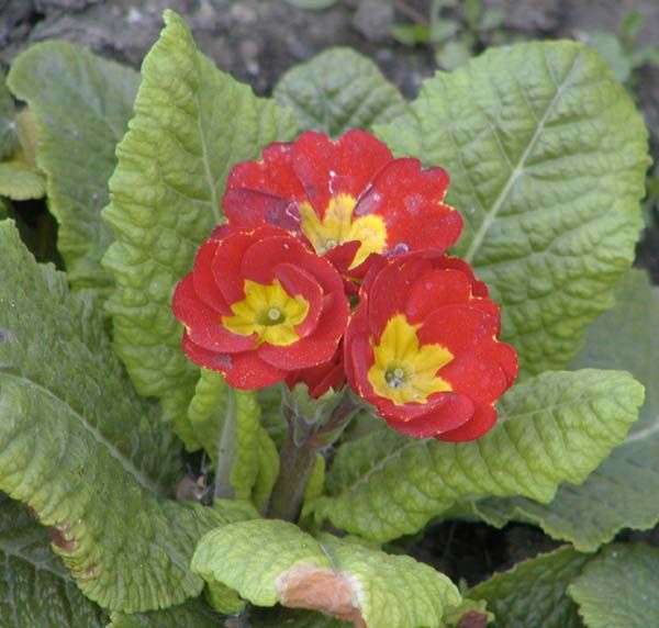 obrázek: Vydejte se hledat jaro 