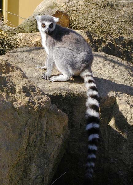 obrázek: Hasiči evakuovali tři opice a tři antilopy