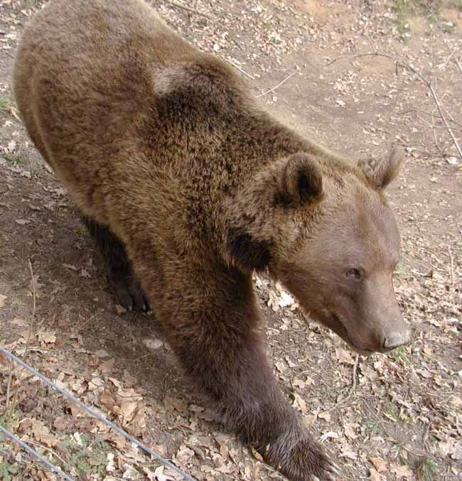 obrázek: ZOO přivítala 250tisícího návštěvníka 