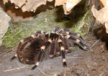 obrázek: ZOO má vzácné úlovky z Chile