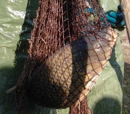 obrázek: Dvanáct Plzeňáků spolklo rybí kost