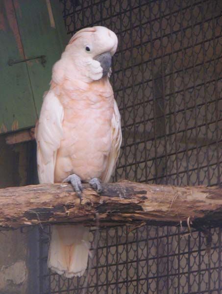 obrázek: Plzeňská zoo dnes žije aprílem a poznáváním ptáků