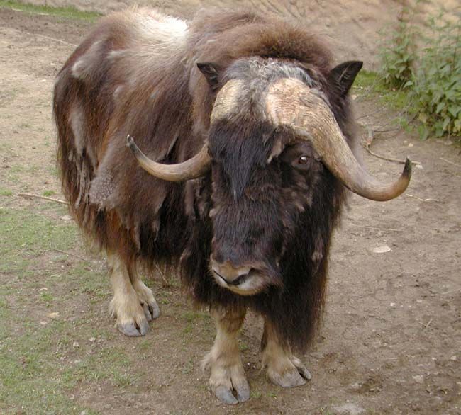 obrázek: Plzeňská zoo odchovala poprvé pižmoně