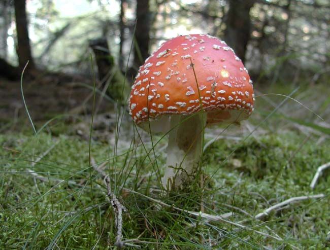 obrázek: Muchomůrka červená míří do laboratoří