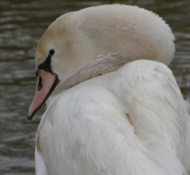 obrázek: Labuť zabilo elektrické vedení