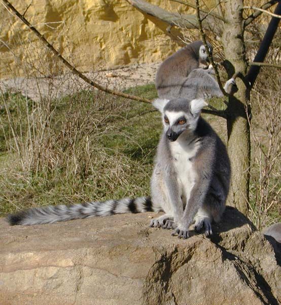 obrázek: Návštěvníky odveze do zoo vláček