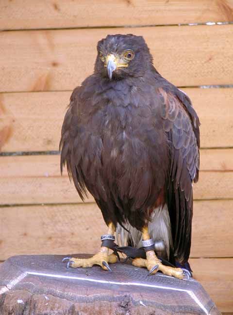 obrázek: V zoo předvádí vycvičené dravce