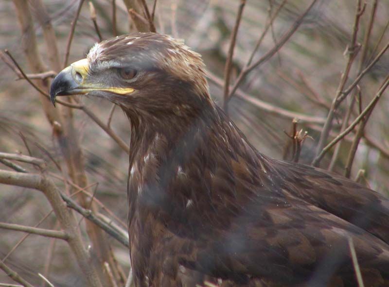 obrázek: Pytláci loví do železných pastí