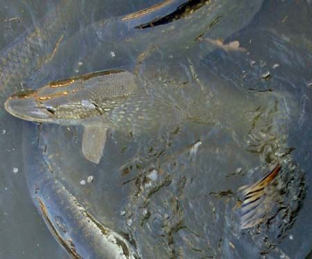 obrázek: Na Rokycansku likvidovali mrtvé ryby