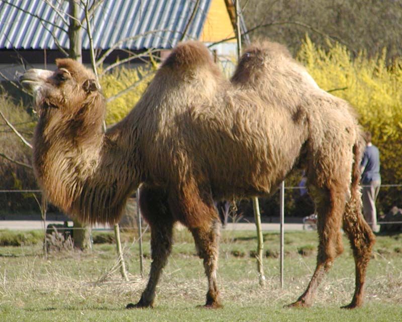 obrázek: Svoboda zvířat nechce Humberto 