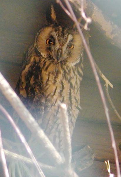 obrázek: Řidiči se na silnicích vyhýbají malým kalousům