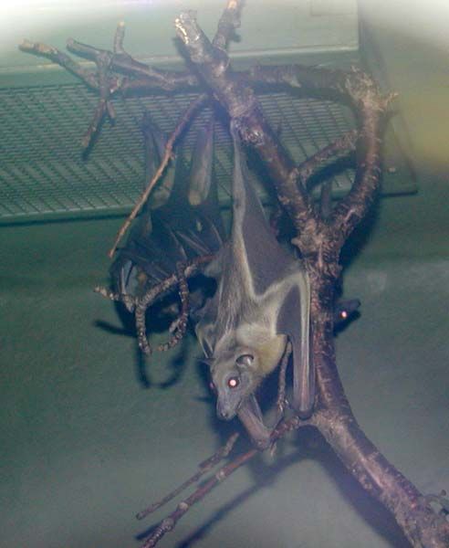 obrázek: Plzeňské byty obsazují netopýři