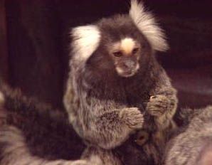 obrázek: Opičky malpy v zoo mají první přírůstek