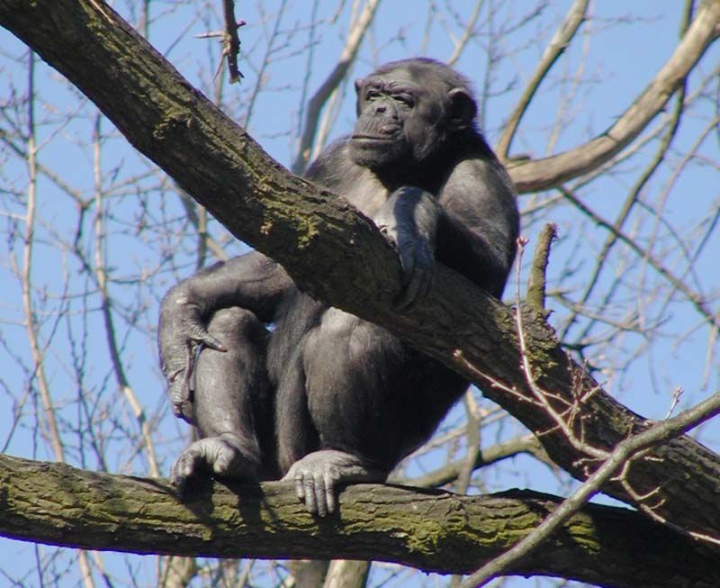 obrázek: Děti z příměstského tábora sbíraly borůvky opicím