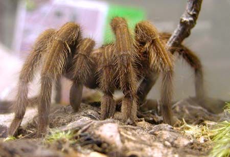 obrázek: Zoo získala desítky bezobratlých z Kostariky