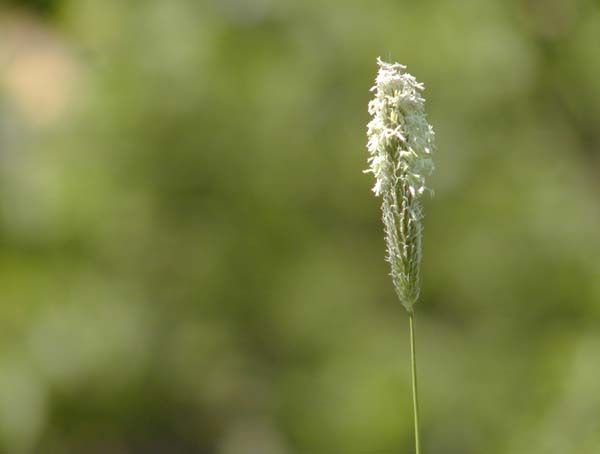 obrázek: Grant na životní prostředí