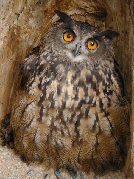 obrázek: Zachránci pečují o malou veverku a kulíška