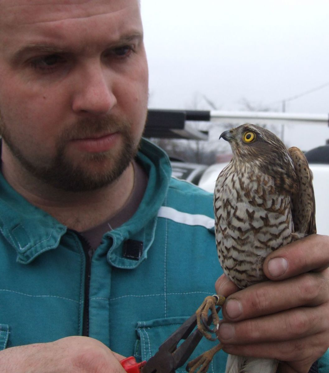 obrázek: Do budov v kraji létají krahujci