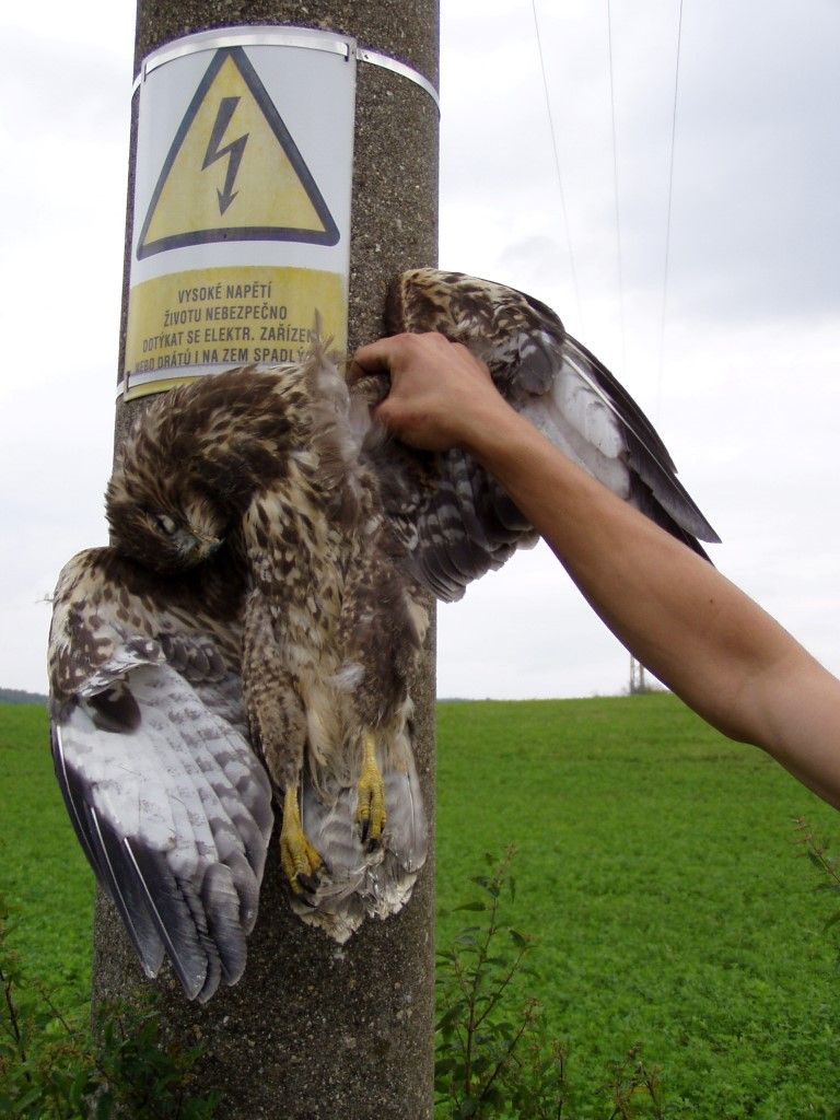 obrázek: Dravci hynou na sloupech elektrického vedení