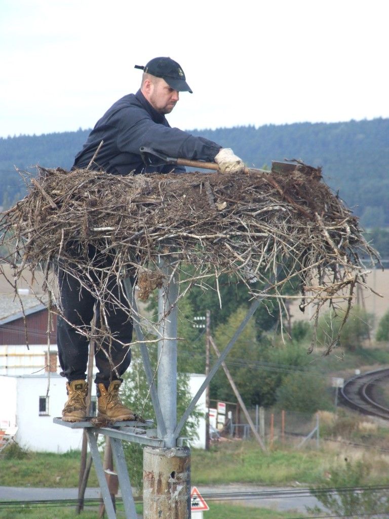 obrázek: Plzeňští ekologové upravují čapí hnízda