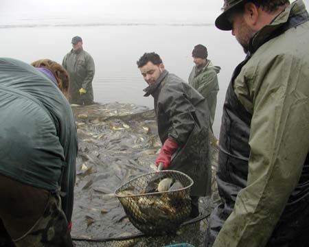 obrázek: Ptačí predátoři zabili ryby za milion