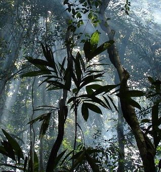 obrázek: Avalon zve na procházku deštným pralesem