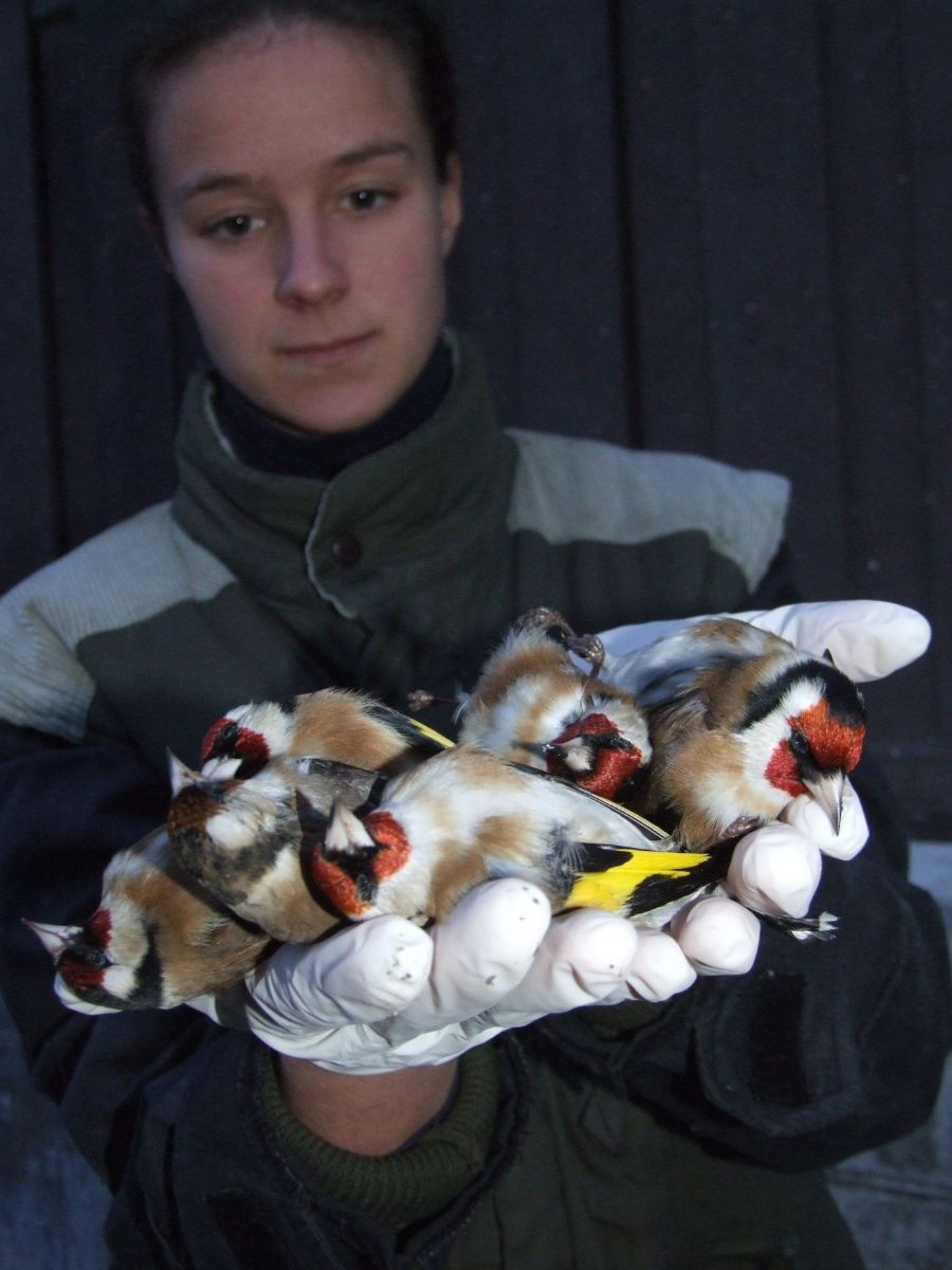 obrázek: Během dne uhynulo v Plzni po nárazech do skla 15 ptáků