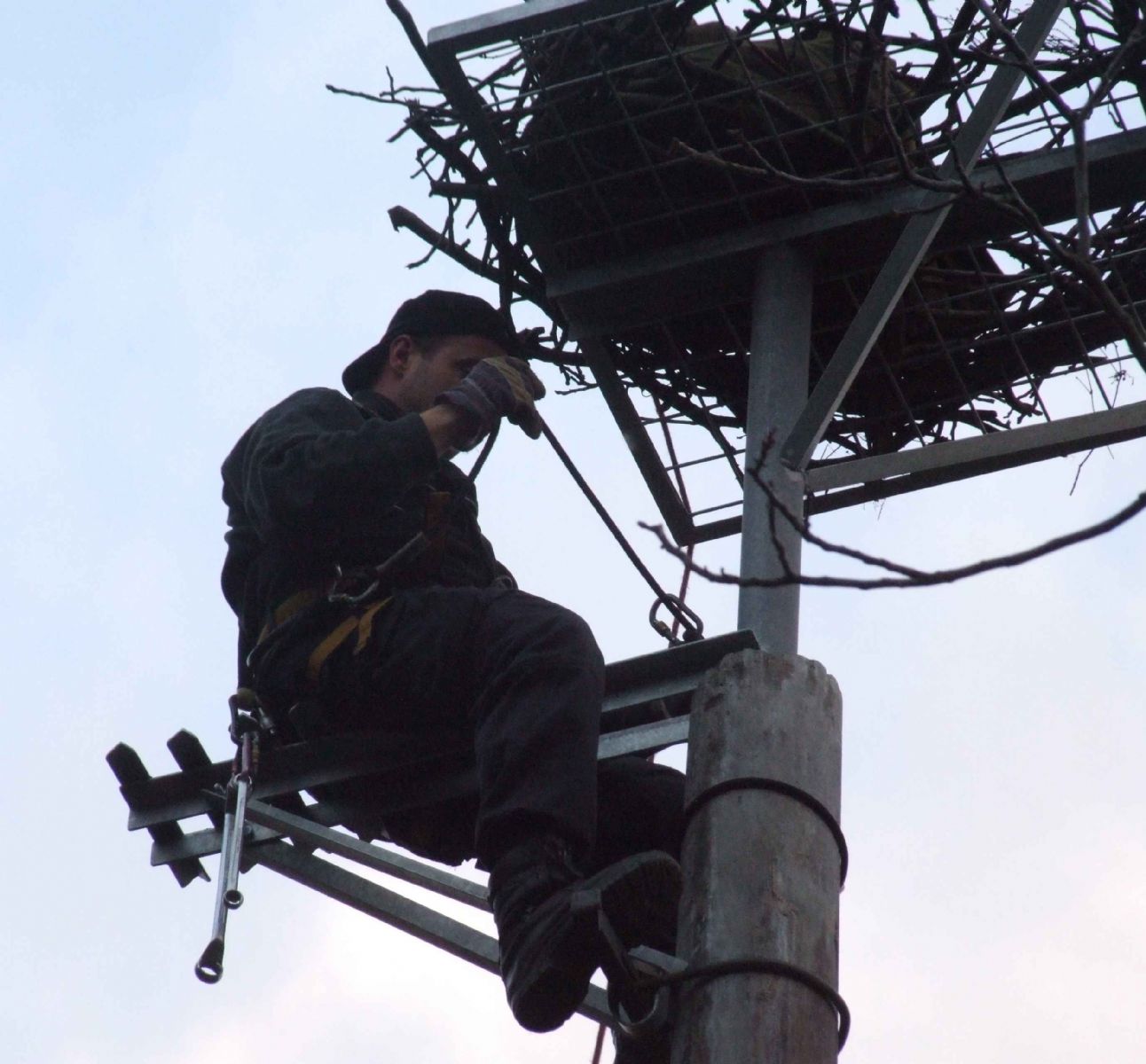 obrázek: Čápi v kraji dostávají od ochranářů vylepšená hnízda