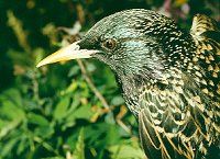 obrázek: Jaro je tu! Na Rokycansku už zpívají špačci a skřivani