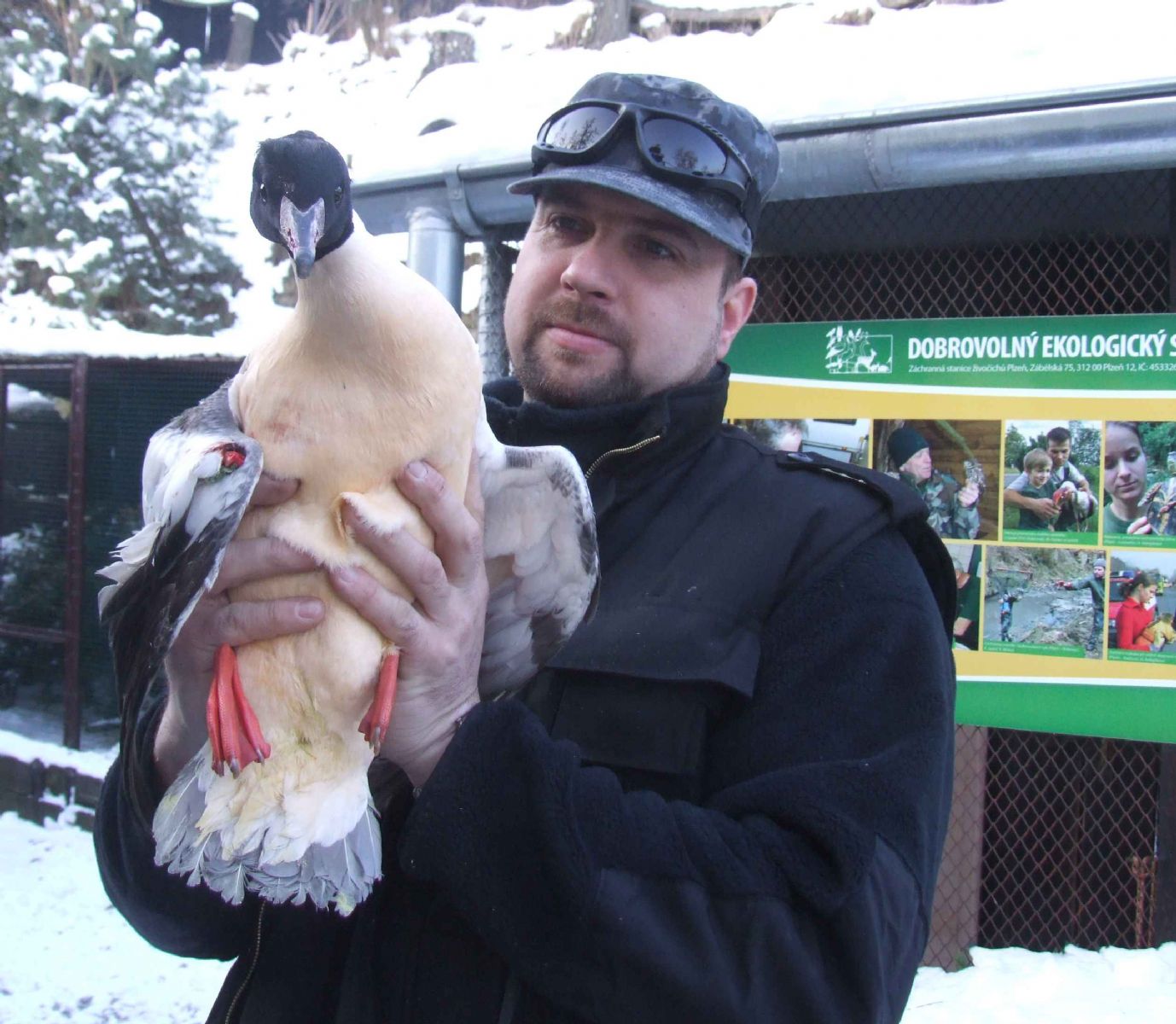 obrázek: Krahujec skončil mezi stromky, netopýři na sněhu