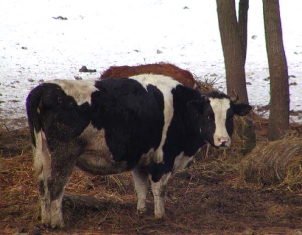 obrázek: Vidickým zemědělcům zmizela stokilová jalovice