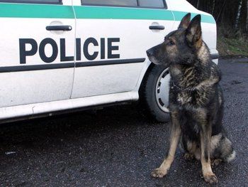 obrázek: Zloděje v křoví vystopoval policejní pes