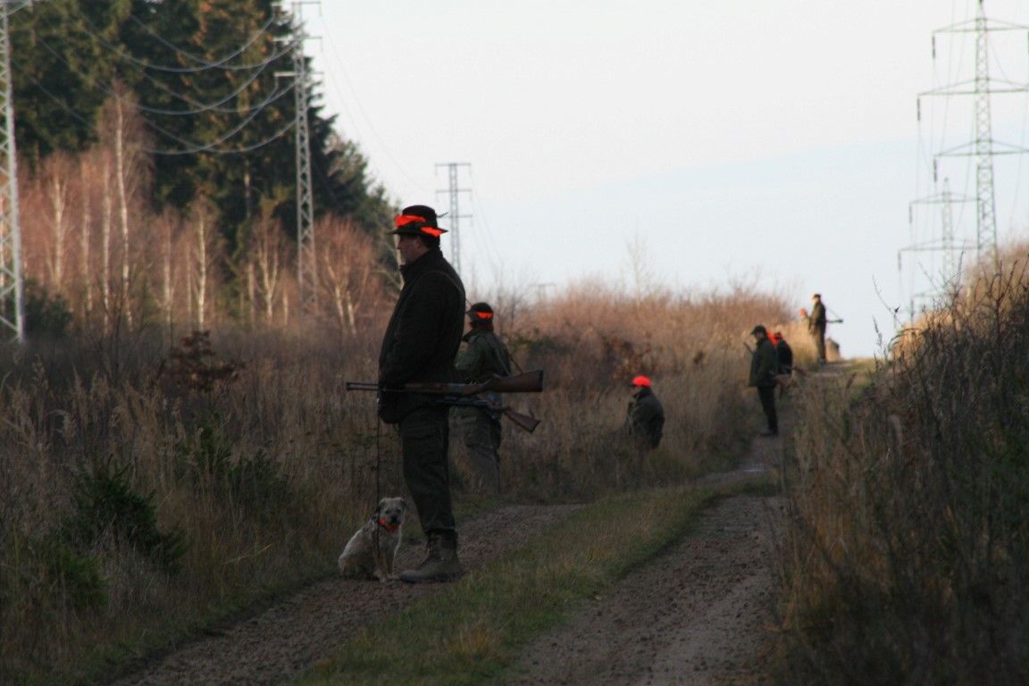 obrázek: Městské lesy Rokycany pořádají naháňky