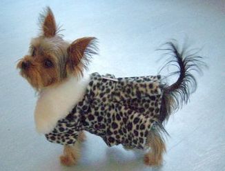 obrázek: Mráz oblékl psy v Plzni do svetrů