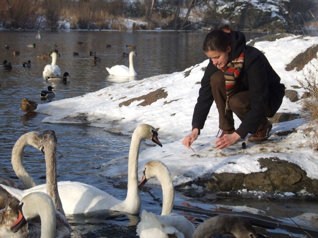 obrázek: Na Berounce napočítali 17 druhů ptáků