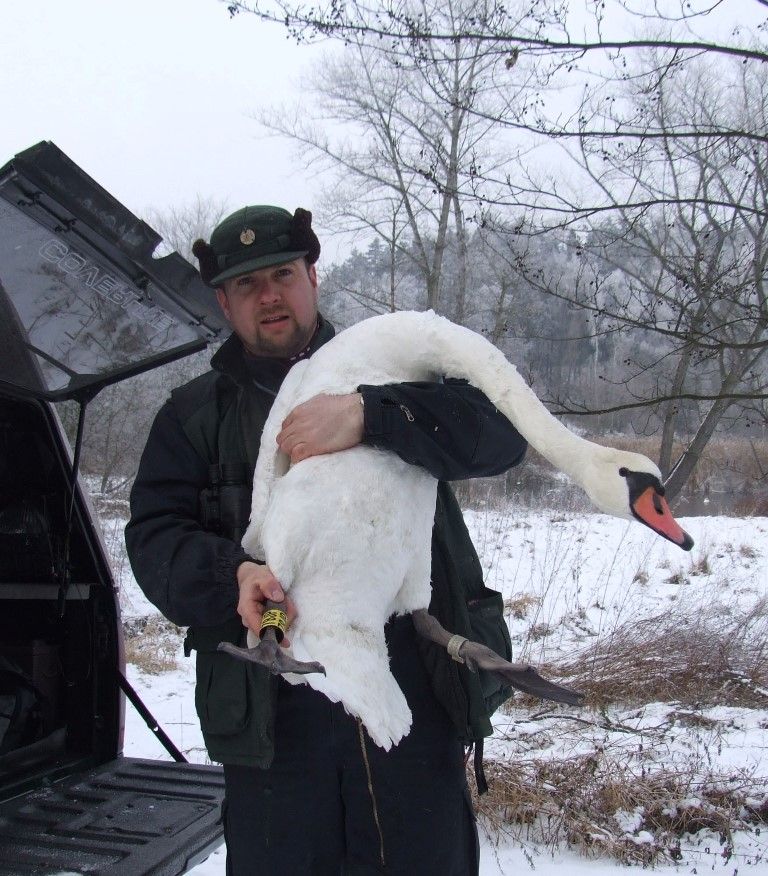 obrázek: Na Berounce v Plzni zimuje i labuť z Maďarska