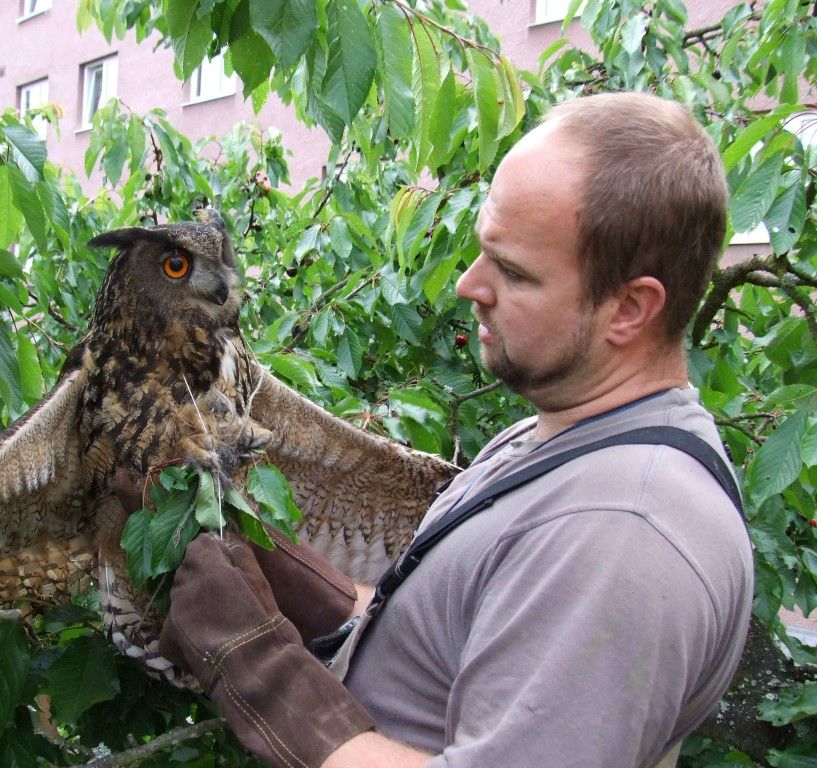 obrázek: Na Borech uvěznila třešen výra velkého