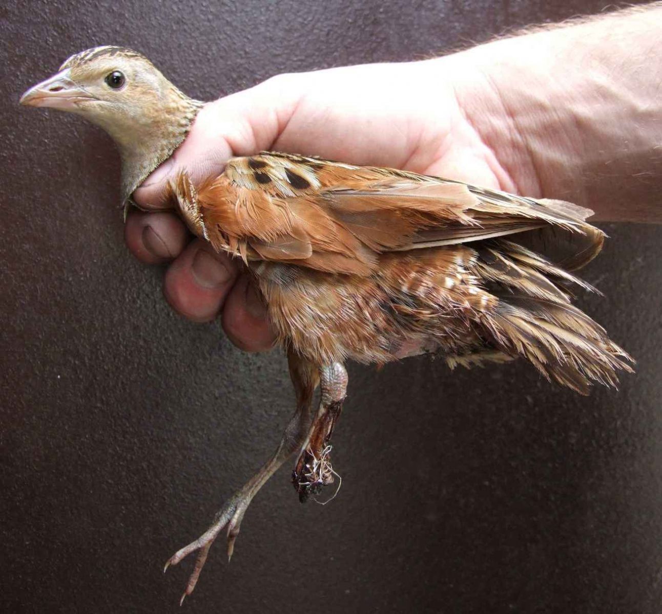 obrázek: Ochránci odchovali mládě zraněné samice chřástala