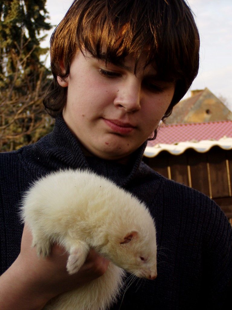 obrázek: Ochránci přírody v Rokycanech loni ošetřili 353 zvířat