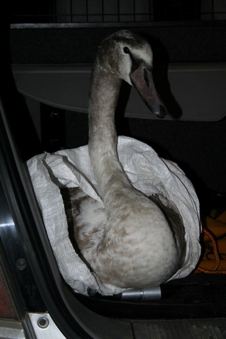 obrázek: Ochránci zvířat na Rokycansku prožívají rušné dny