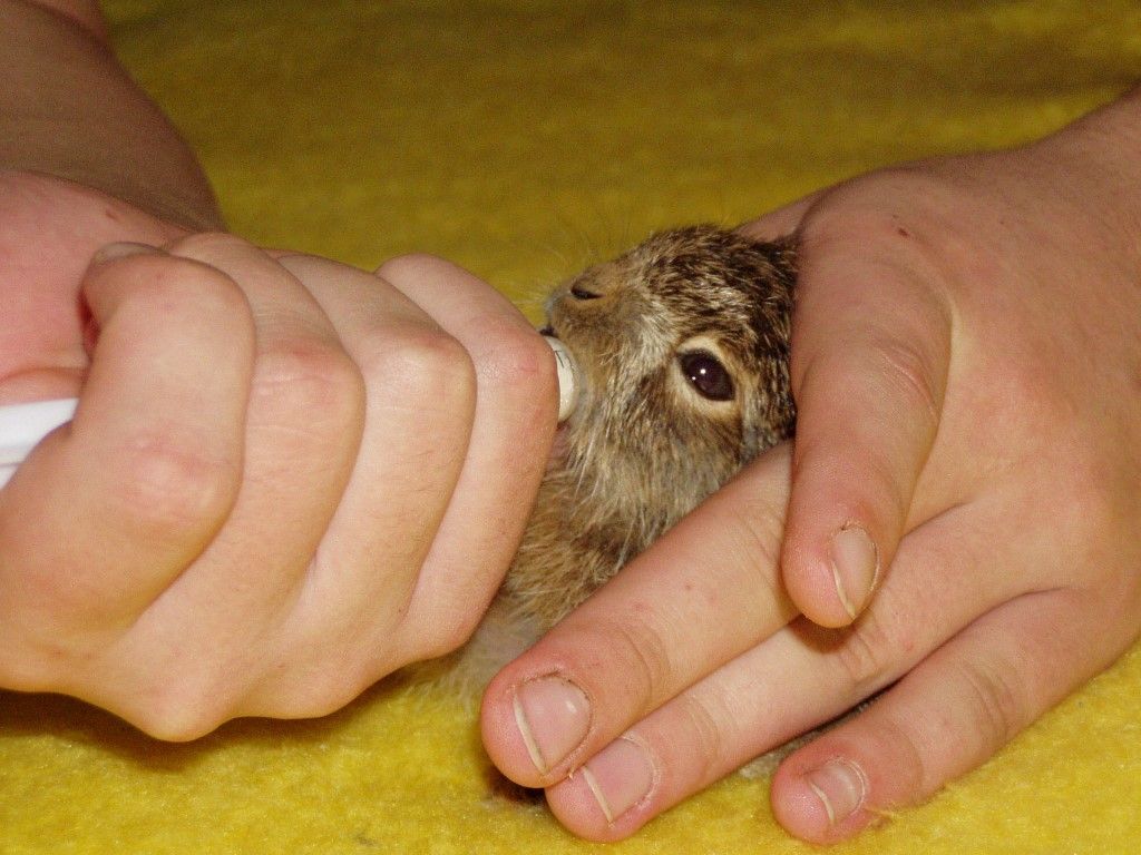 obrázek: Ochránci zvířat varují: Nenoste mláďata domů