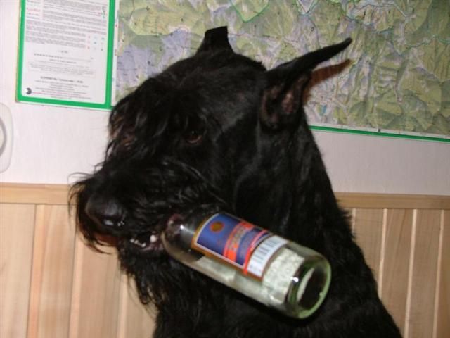 obrázek: Opilec se projížděl