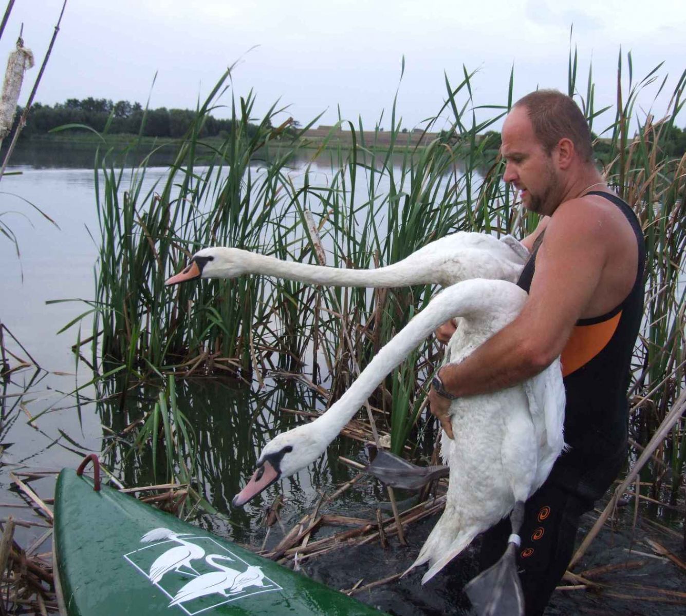 obrázek: Plzeňáci chytali labutě na Moravě