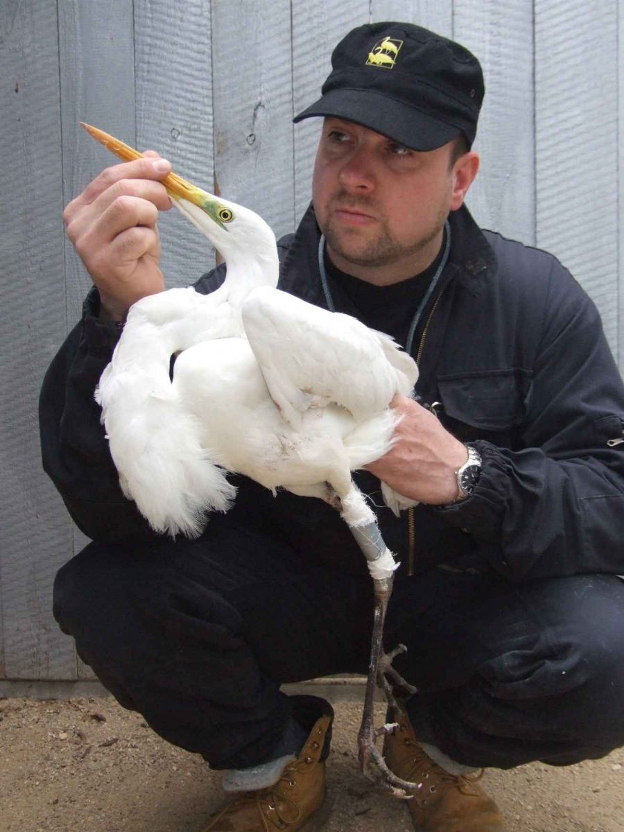 obrázek: Plzeňští ochránci zvířat pečují o poraněnou volavku bílou