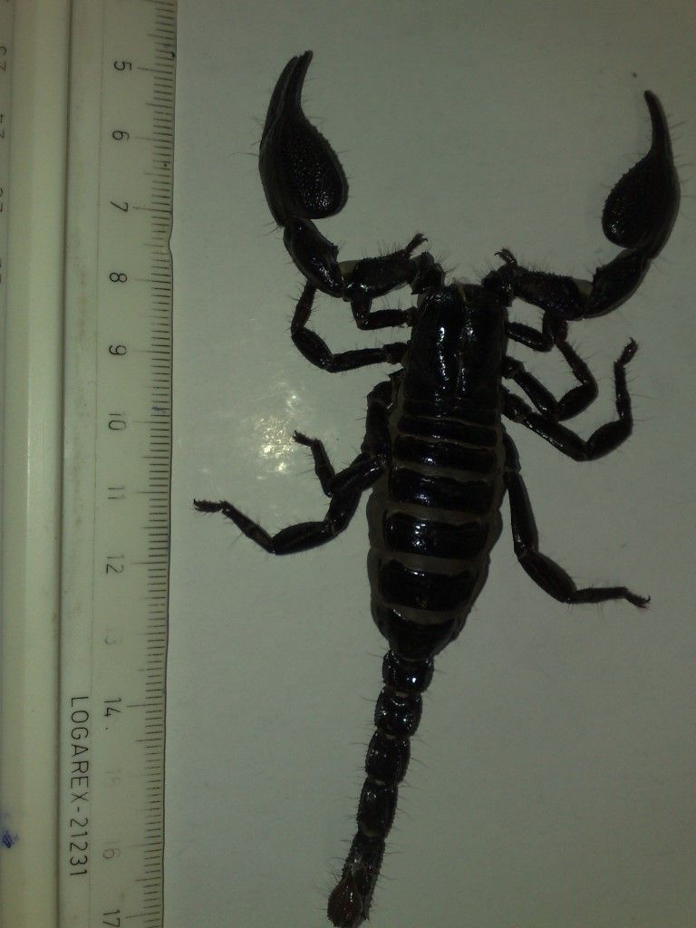 obrázek: Plzeňští strážníci chytali štíra v dětském pokoji