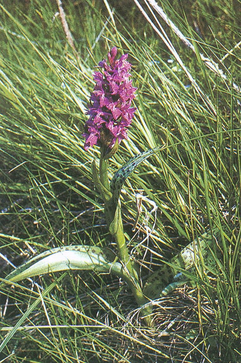 obrázek: Vandalové na Šumavě ničí vzácné orchideje, prý léčí potenci