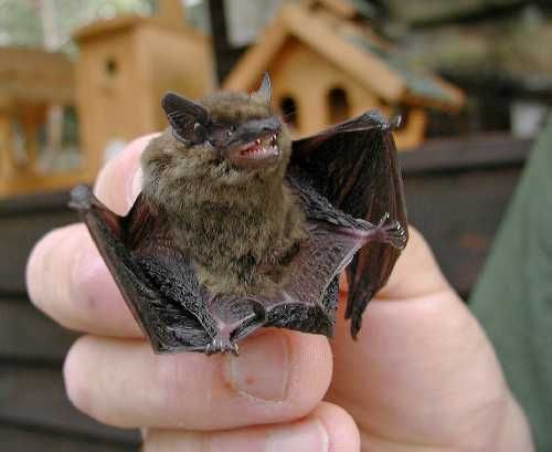 obrázek: Poslední víkend v srpnu bude patřit netopýrům