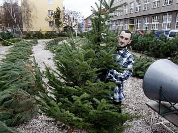 obrázek: Prodejci vánočních stromků se zásobují