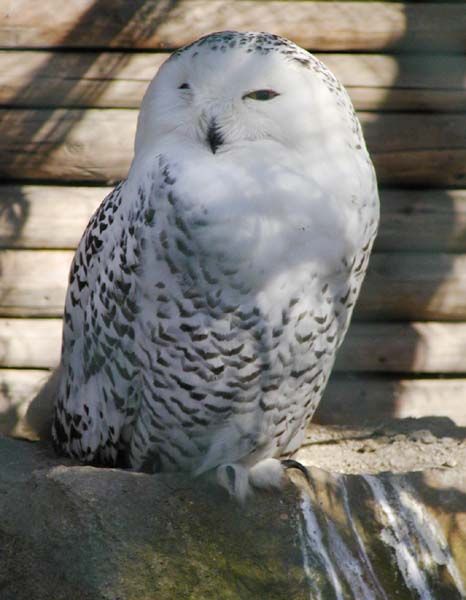 obrázek: Národní park Šumava zahájil společný projekt se zoo Plzeň